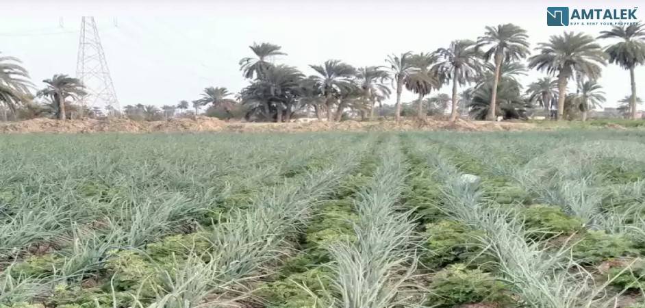An excellent opportunity and project, agricultural land of 10 acres, owned by a collective owner