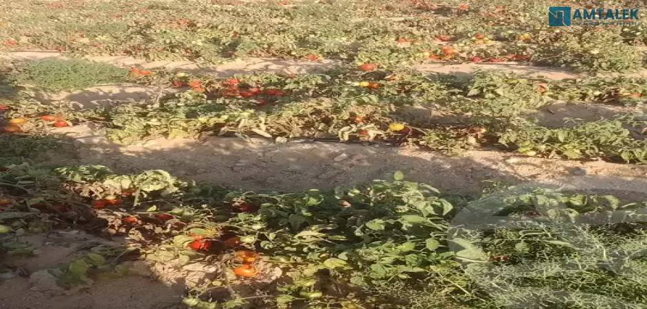 Agricultural land for rent in Beni Suef